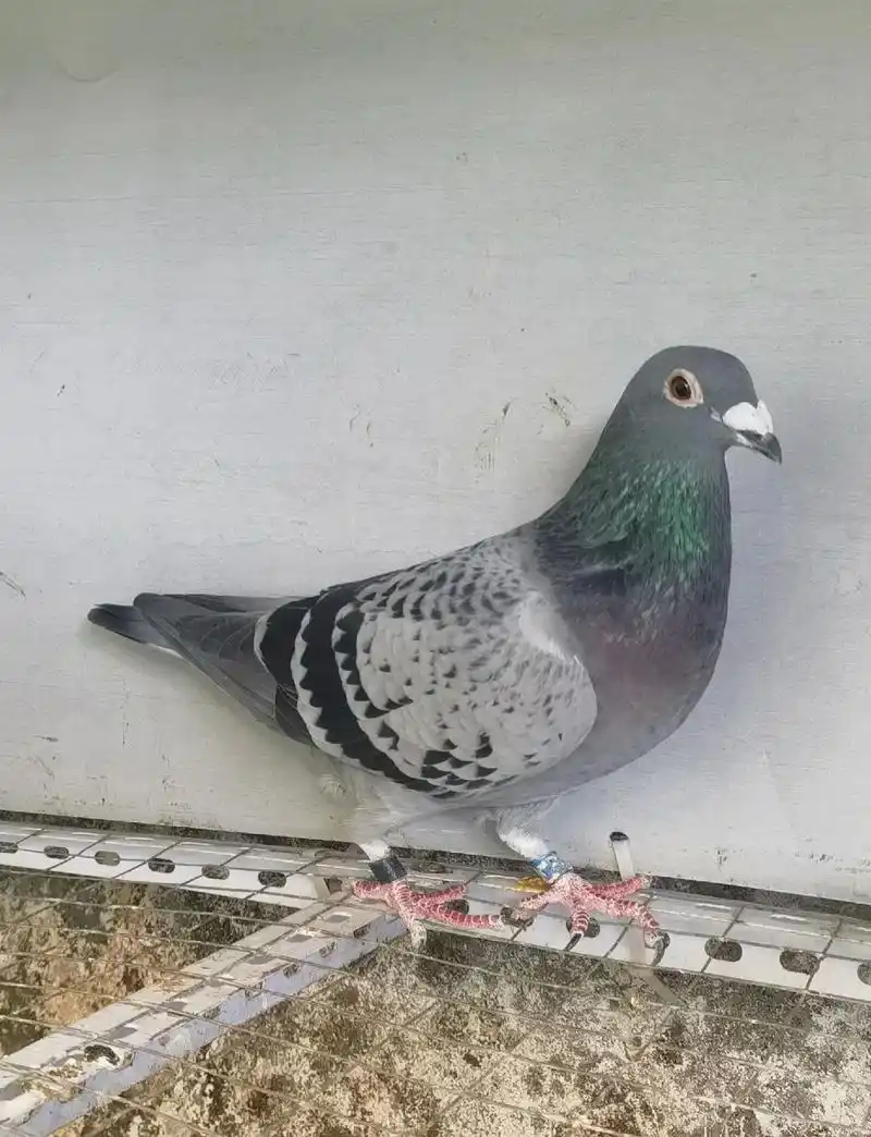 动物 鸽 鸽子 鸟 鸟类 1440_1880 竖版 竖屏