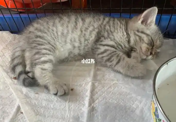 英短美短银渐层