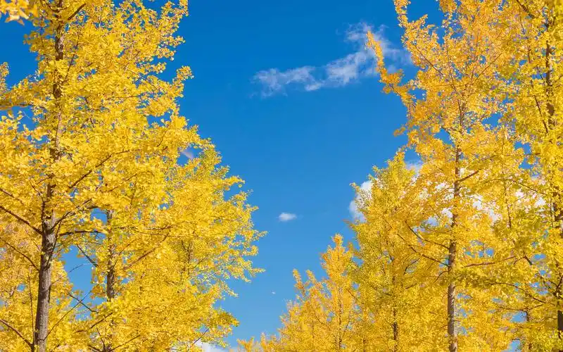 秋天唯美树叶自然风光高清图片桌面壁纸