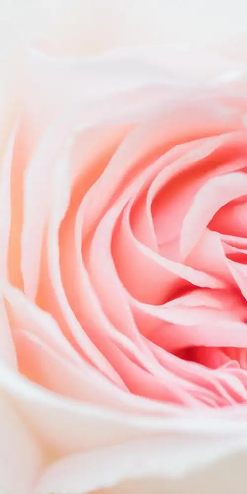 粉色的花瓣近距离特写,植物-手机壁纸