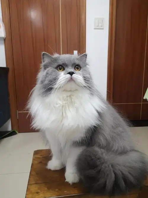 蓝白长毛公猫配种 毛长而密