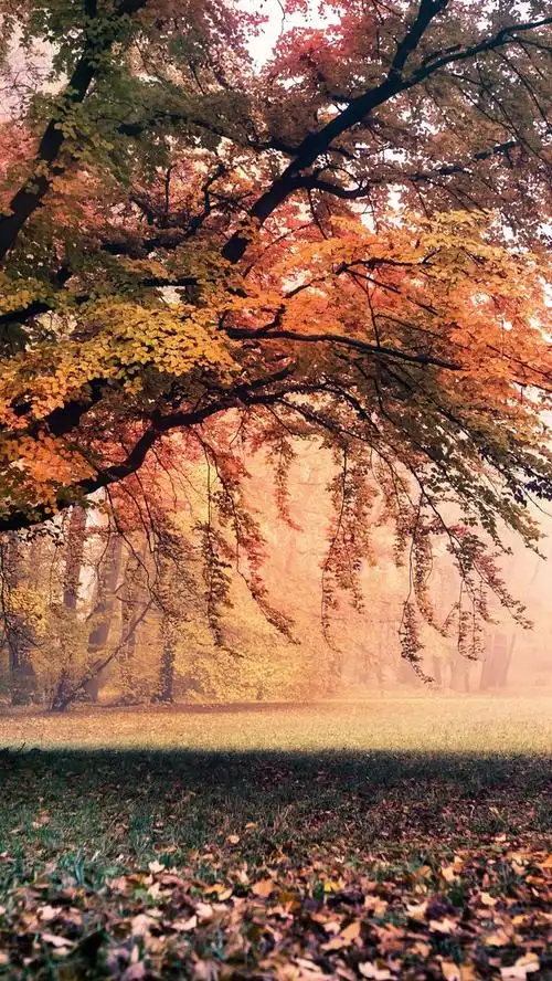 唯美意境图片森林自然景观手机壁纸