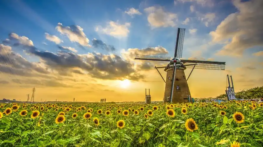 风景,向日葵,风车,向日葵中的风车壁纸