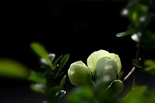 绿萼贴梗海棠花