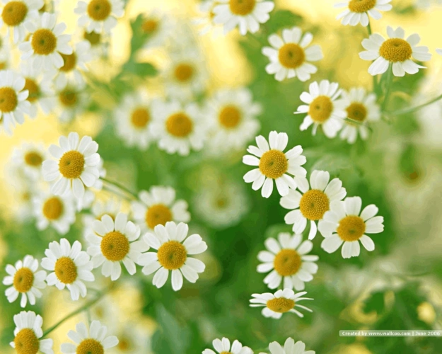 用word放了一些清新淡雅的花的图片,可以直接粘贴到ppt里