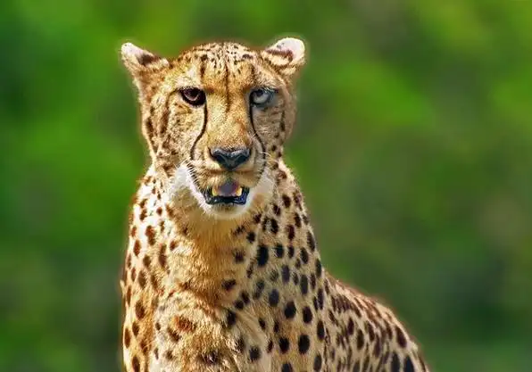 indian cheetah