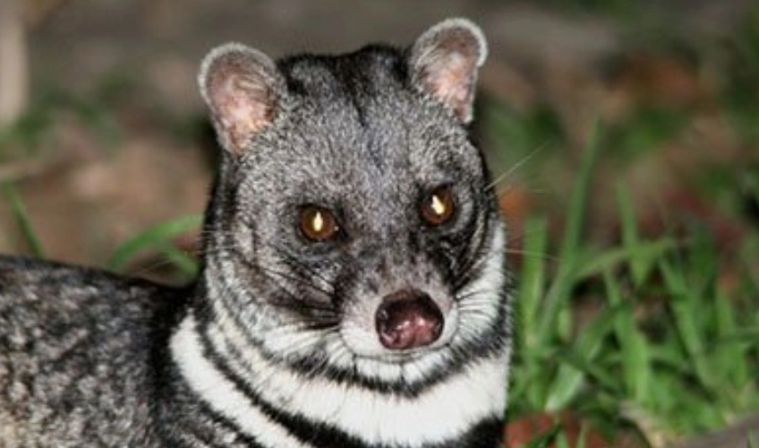 已灭绝的十大可爱动物西亚虎上榜第四体型娇小