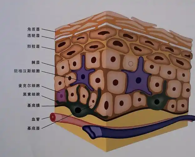 【角质层修复】红血丝|皮肤屏障|敏感肌纯干货,供参考 - 知乎