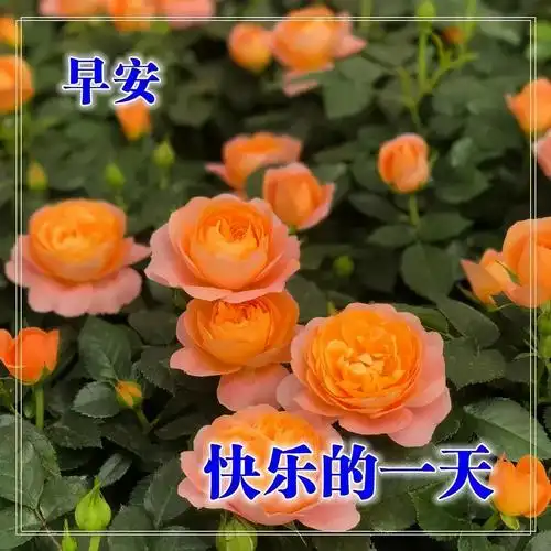 早上好问候语阳光句子,2021唯美早安祝福图片表情