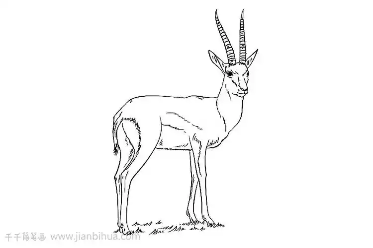 羚羊简笔画教程