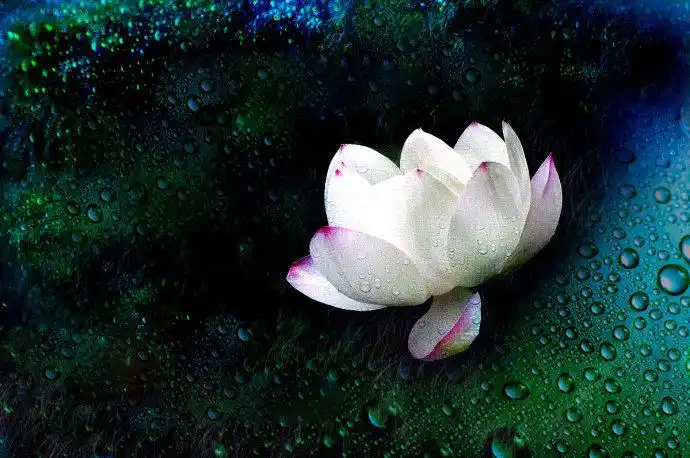 (转载)极乐世界莲花池…【极品美图】