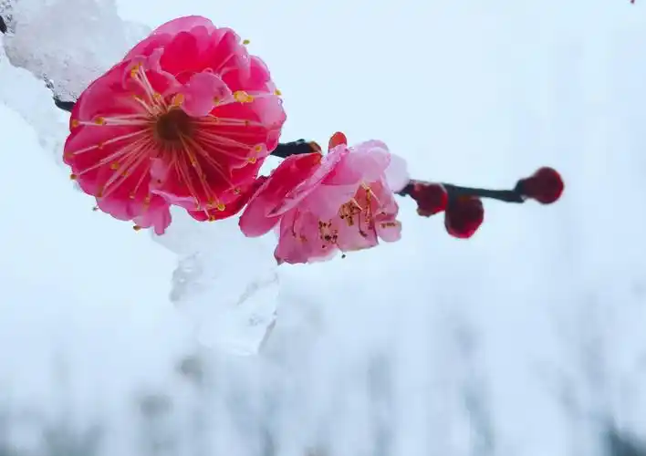 傲雪红梅-荣耀手机社区版块-智慧生活/游戏专区/magic ui&云服务版块