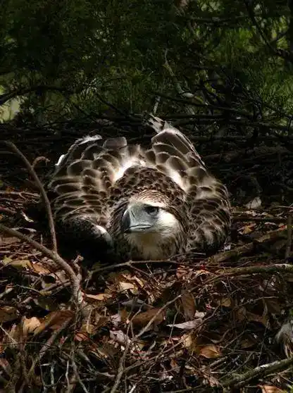 猿雕:拿猴子当主食,生气会炸毛,空中猛禽竟然仅剩不到500只_羽毛_老虎