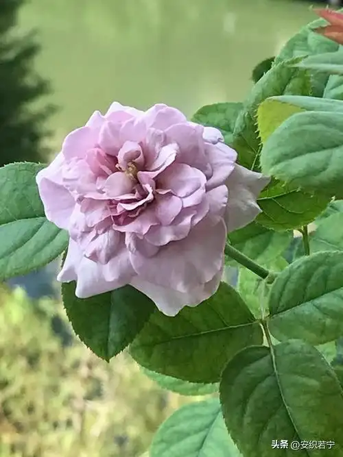 读了友友们对蓝色风暴月季的点评以后,我更喜爱这款月季花了