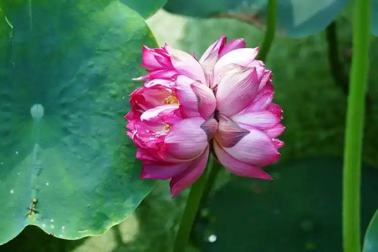 写美篇并蒂莲是指同一茎上生出的两朵莲花,是莲花的一个变种,由于