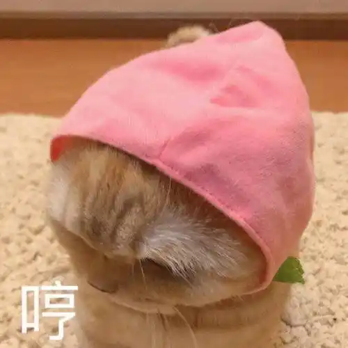 萌宠猫星人哼生气搞怪呆萌gif动图_动态图_表情包下载_soogif