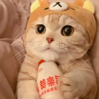 可爱的猫图片头像高清超萌的可爱小猫照片头像