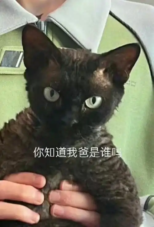 宠弟狂魔华晨宇今天官宣了弟弟的新面貌诶,哈哈哈还偷了像弟弟的小猫