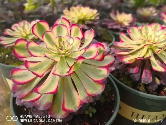 法师新品美娅法师培育记