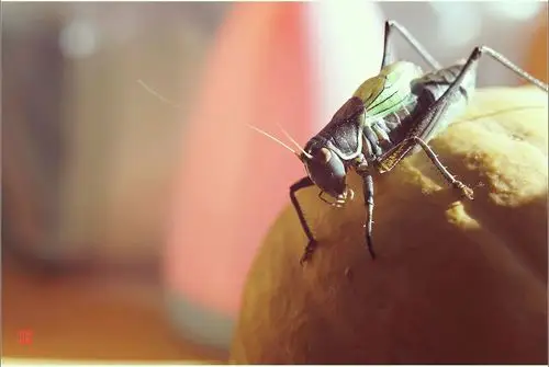 室内摆拍《冬蝈蝈特写》――杨崇伟摄