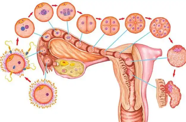 黄体对于育龄期女性非常重要,它可以分泌大量孕激素,便于受精卵着床