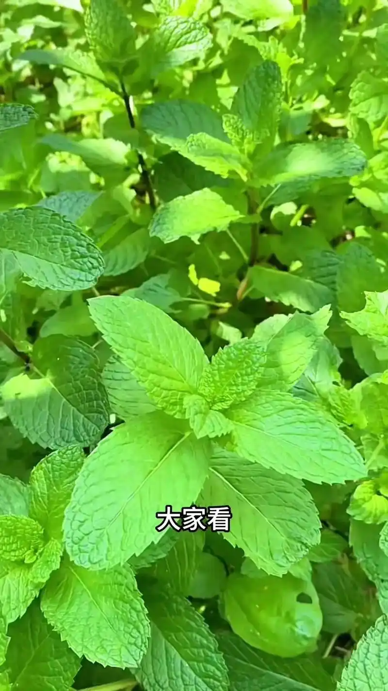 薄荷 #科普.91薄荷,一种常见 - 抖音