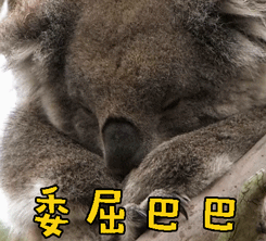 委屈巴巴伤心树袋熊gif动图_动态图_表情包下载_soogif