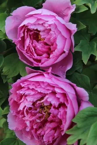 美丽牡丹-花的海洋 拍摄时间四月九日 地点南京古林公园