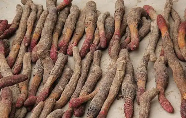 它是天然的"起阳草",有助于补肾,男人吃了越来越有男人味