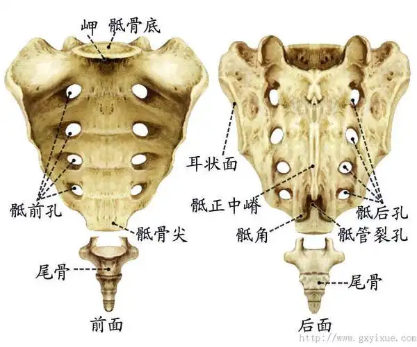 解剖生理学网络多媒体课程