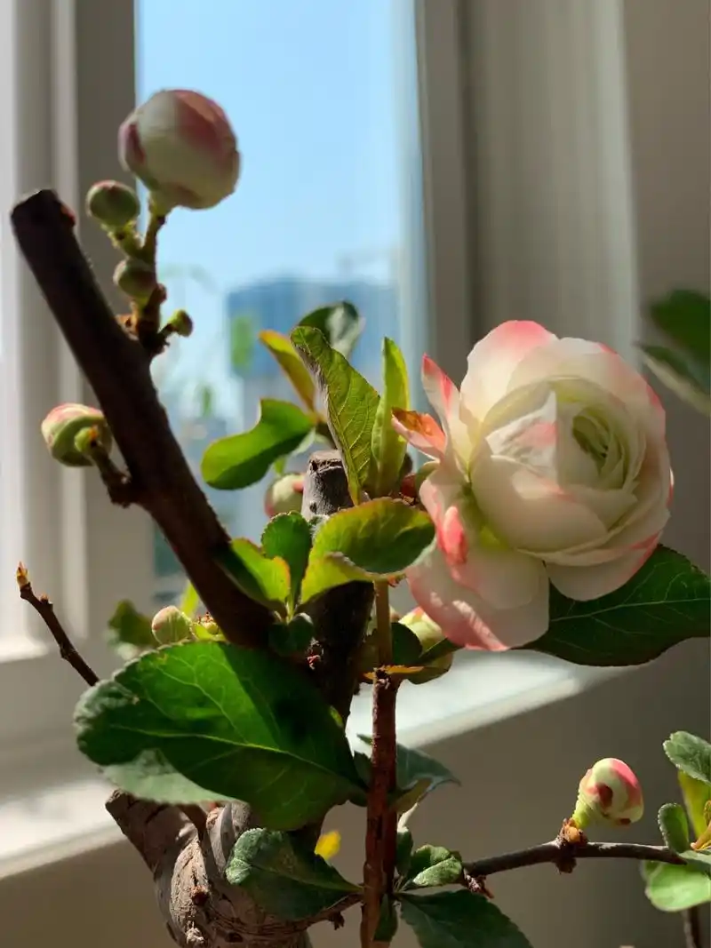 海棠 之天花板 我家的海棠花 图一 初心;图二三 东洋锦