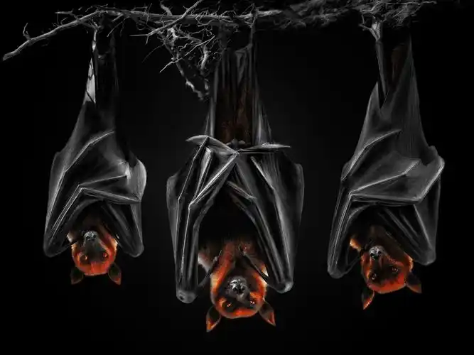 蝙蝠,黑色的背景 壁纸