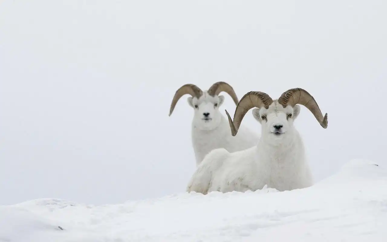 山羊壁纸图片