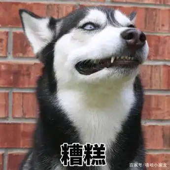 哈士奇越加受欢迎!行动的表情包,这狗谁能不爱?