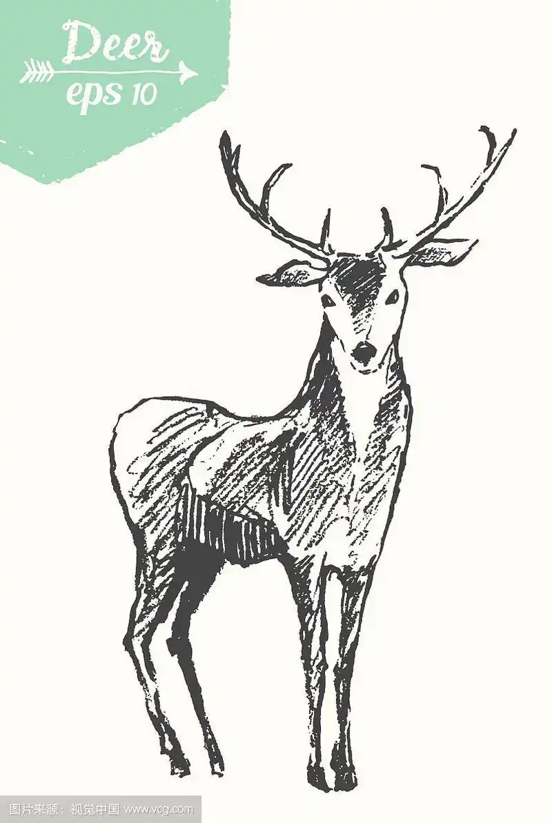 手绘鹿素描