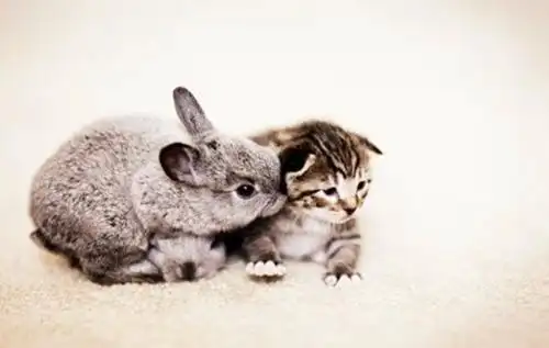 软萌兔子生活图片_生活中的软萌兔子_可爱图片