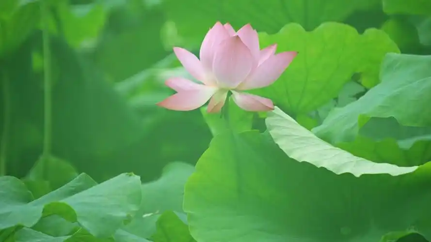 池塘绽放着的荷花