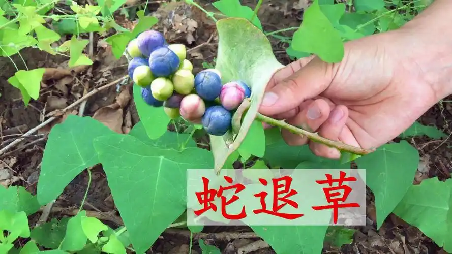 农村不起眼的蛇退草煮水,没想到价值这么高?今天终于找到了