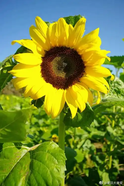 北京奥森公园向日葵花开金灿灿