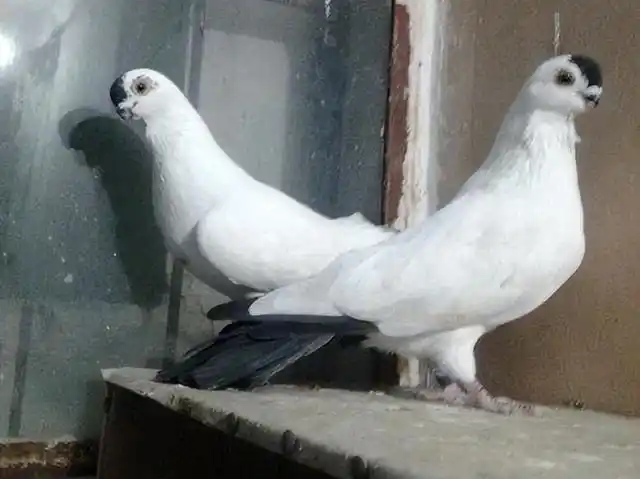 铁翅,俄罗斯国鸟,产自我国