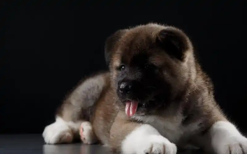 首页 电脑壁纸 可爱的秋田犬 > || 更新时间:2019-01-10 颜色分 灰色