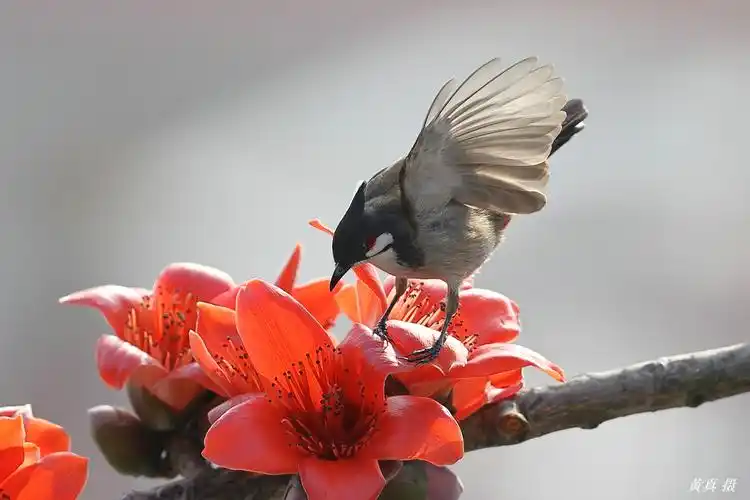 百鸟朝凤 英雄花开