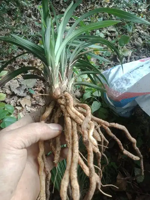 春剑 珍贵品种(野生下山兰,现挖现卖,品种纯,花香十足)