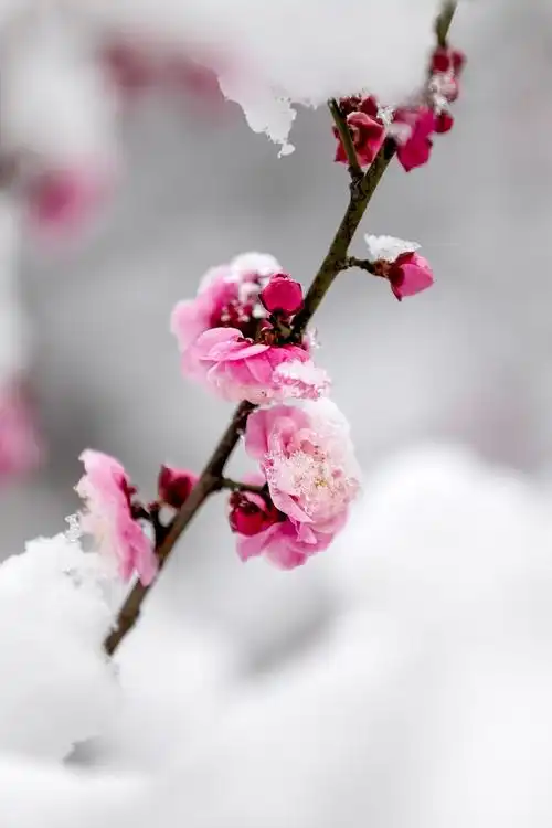 雪中梅花