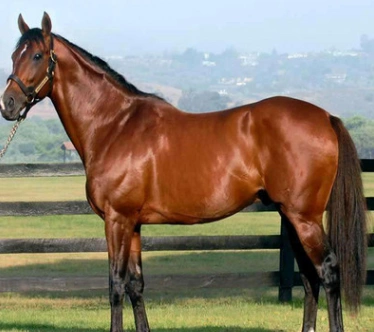 春节期间大部分景区酒店门口开业典礼适合选择景区马匹婚庆用马