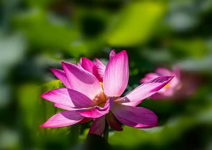 "接天莲叶无穷碧,映日荷花别样红"就是对荷花之美的真实写照.