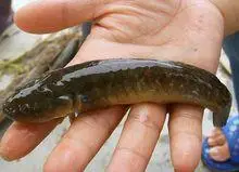 中文名:中华乌塘鳢 英文名:chinese black sleeper 俗名:文鱼,笋壳鱼