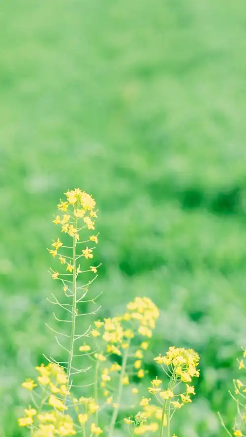 风景,唯美,风景,植物,高清,小清新,田园,花卉,油菜花,手机壁纸,1080x