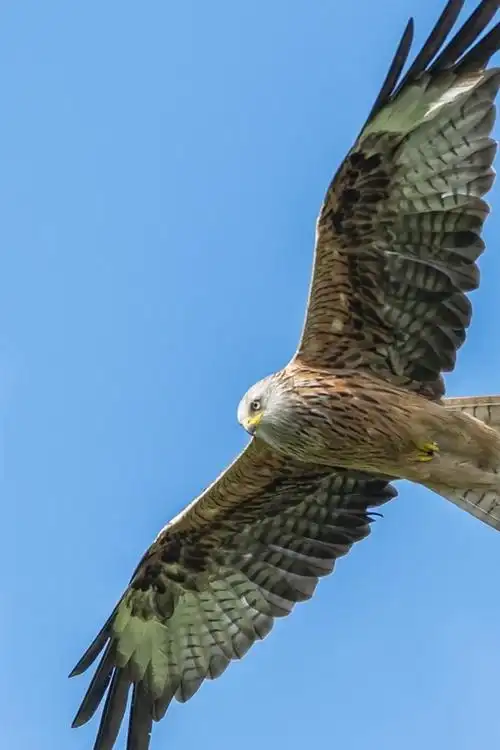 鹰飞行,翅膀,蓝天