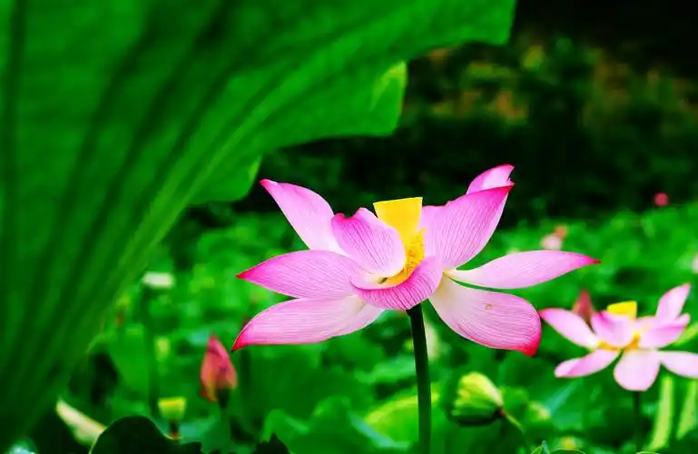 夏日最美是荷花